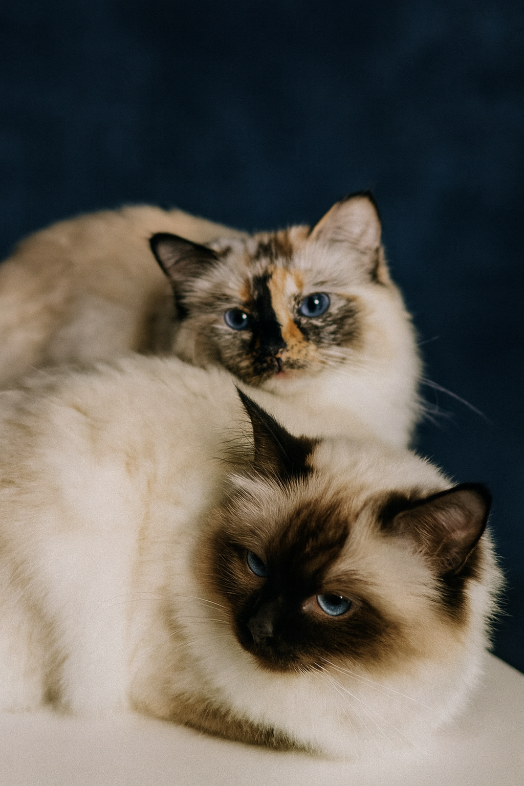 Vetea klinikka sisältä